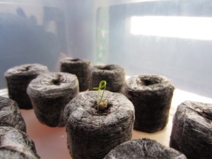 aquaponics spinach seedlings 007