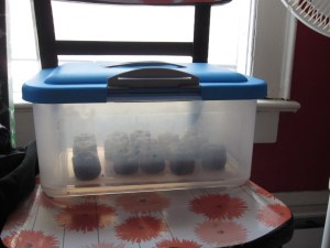 aquaponics take 1 010