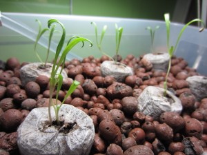 maddy in chicago 010