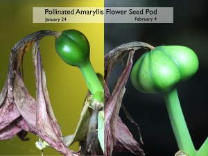 amaryllis seed pod 11 days apart