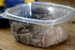 mango germination 10