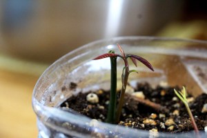 mango germination 12